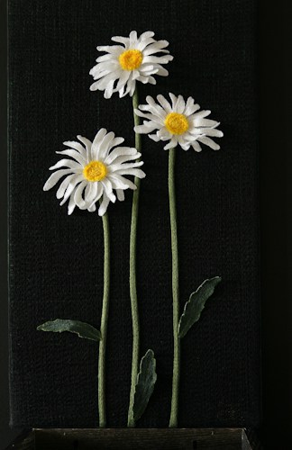 Shasta Daisies by Tracey Lawko