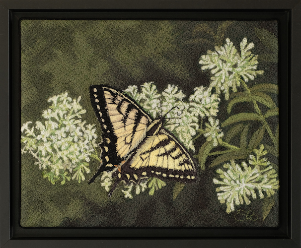 Tiger Swallowtail by Tracey Lawko