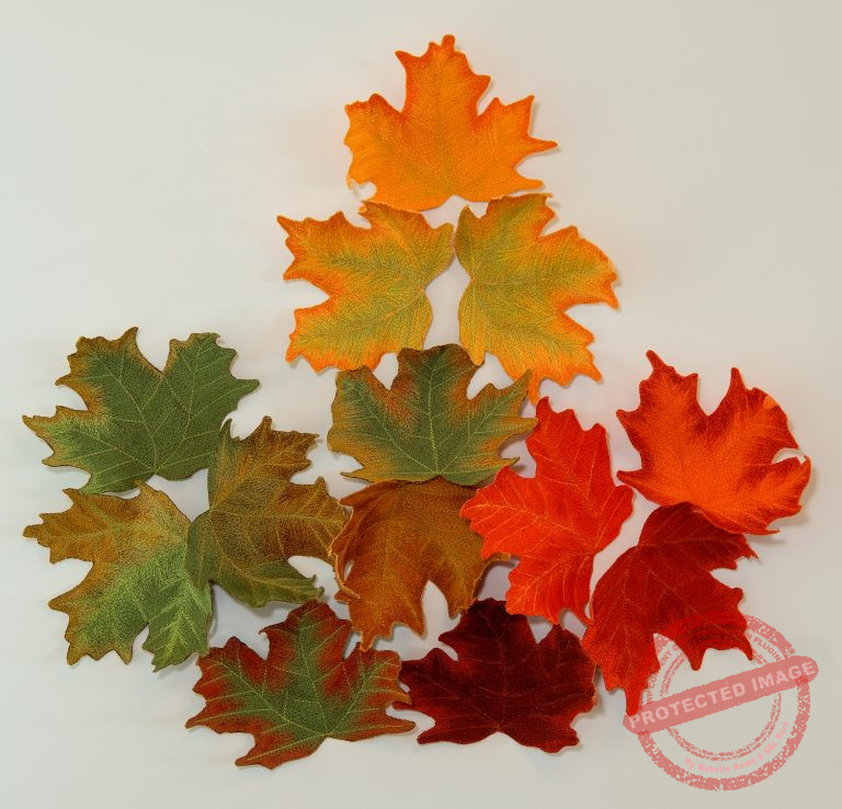 Canadian Diversity by Tracey Lawko