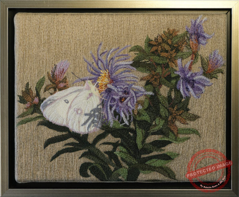 Clouded Sulphur Alba by Tracey Lawko