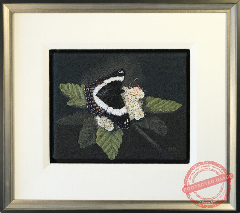 White Admiral by Tracey Lawko