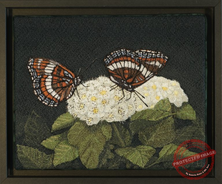 White Admirals by Tracey Lawko